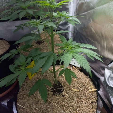 Girl Scout Cookies Fem by KilliczGe growlog timeline photo