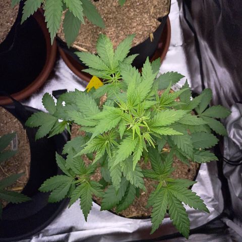 Girl Scout Cookies Fem by KilliczGe growlog timeline photo