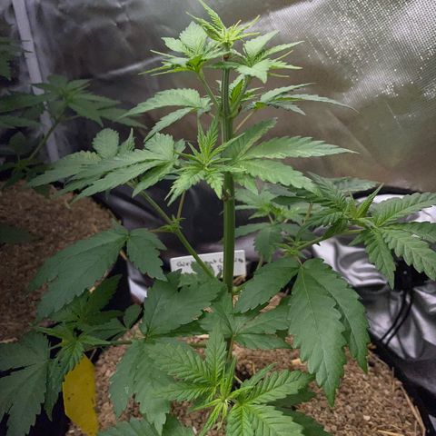 Girl Scout Cookies Fem by KilliczGe growlog timeline photo