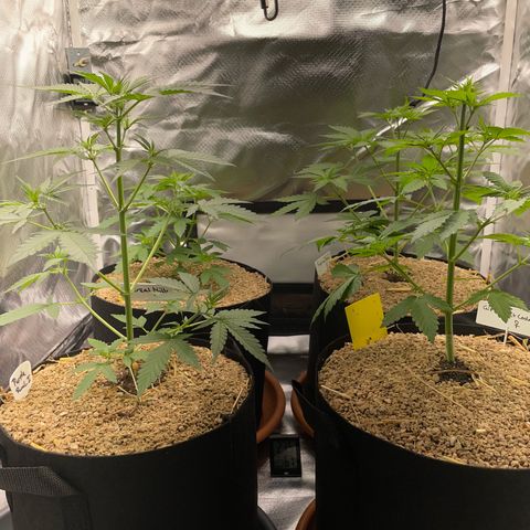 Girl Scout Cookies Fem by KilliczGe growlog timeline photo