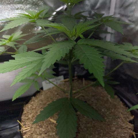 Tangerine Dream Fem by KilliczGe growlog timeline photo