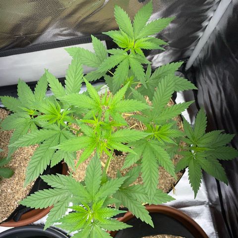 Tangerine Dream Fem by KilliczGe growlog timeline photo