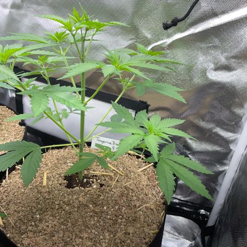 Tangerine Dream Fem by KilliczGe growlog timeline photo