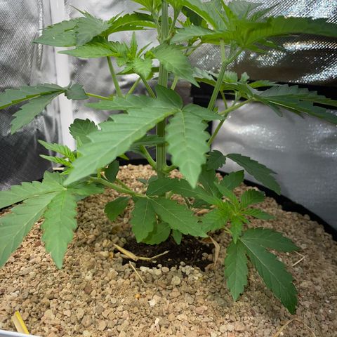 Cereal Milk Fem by KilliczGe growlog timeline photo