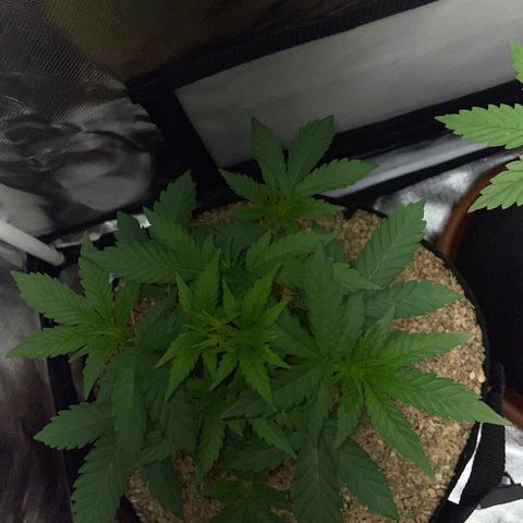 Cereal Milk Fem by KilliczGe growlog timeline photo