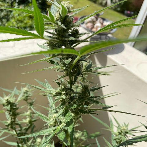 Late Outdoor season 25 - turned inside :D 1 AK48#2 auto  growlog timeline photo
