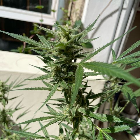 Late Outdoor season 25 - turned inside :D 1 AK48#2 auto  growlog timeline photo