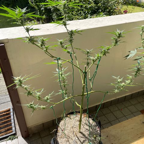 Late Outdoor season 25 - turned inside :D 1 AK48#2 auto  growlog timeline photo