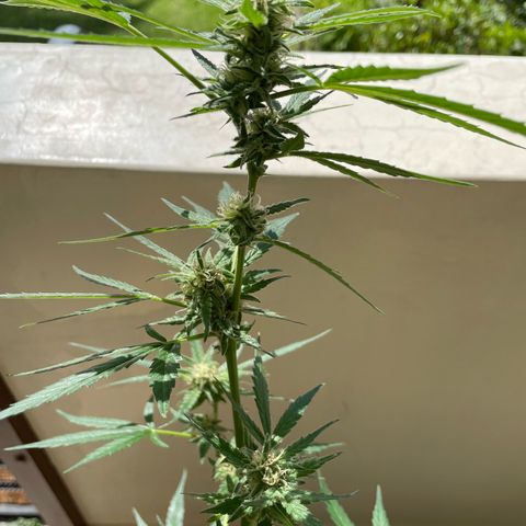 Late Outdoor season 25 - turned inside :D 1 AK48#2 auto  growlog timeline photo