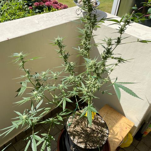 Late Outdoor season 25 - turned inside :D 1 AK48#2 auto  growlog timeline photo