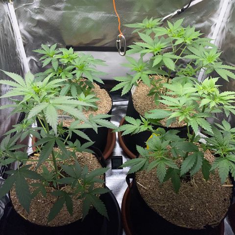 Girl Scout Cookies Fem by KilliczGe growlog timeline photo
