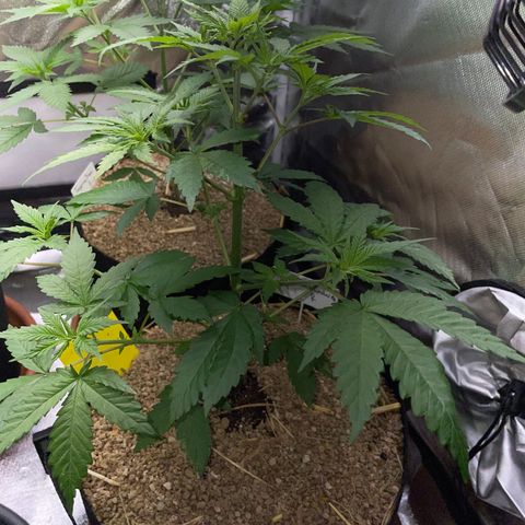Girl Scout Cookies Fem by KilliczGe growlog timeline photo