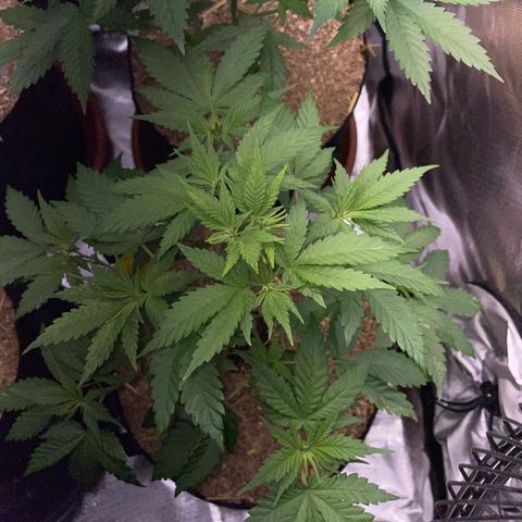 Girl Scout Cookies Fem by KilliczGe growlog timeline photo