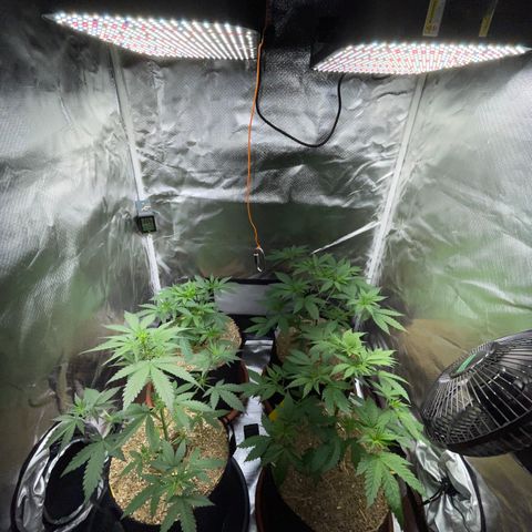 Tangerine Dream Fem by KilliczGe growlog timeline photo