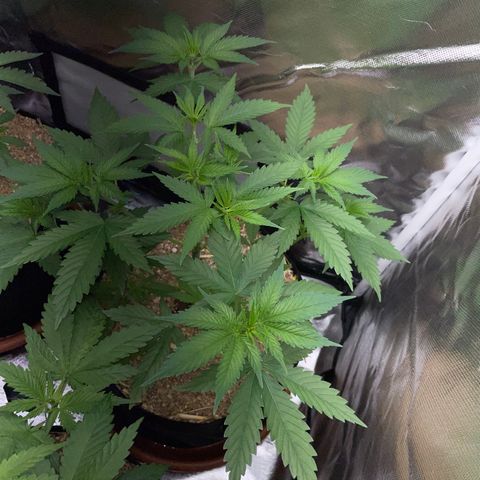 Tangerine Dream Fem by KilliczGe growlog timeline photo