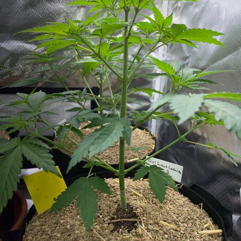 Girl Scout Cookies Fem by KilliczGe growlog timeline photo