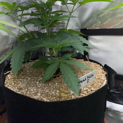 Cereal Milk Fem by KilliczGe growlog timeline photo