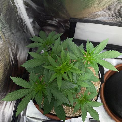 Cereal Milk Fem by KilliczGe growlog timeline photo