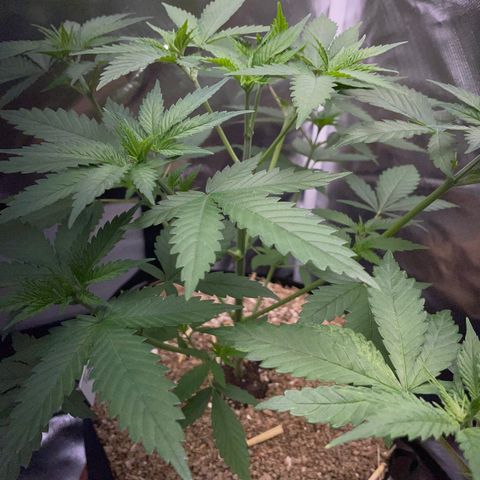 Tangerine Dream Fem by KilliczGe growlog timeline photo
