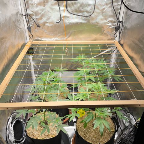 Girl Scout Cookies Fem by KilliczGe growlog timeline photo