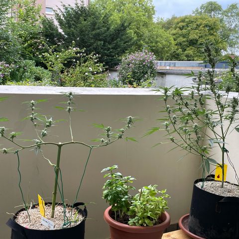 Late Outdoor season 25 - turned inside :D 1 AK48#2 auto  growlog timeline photo