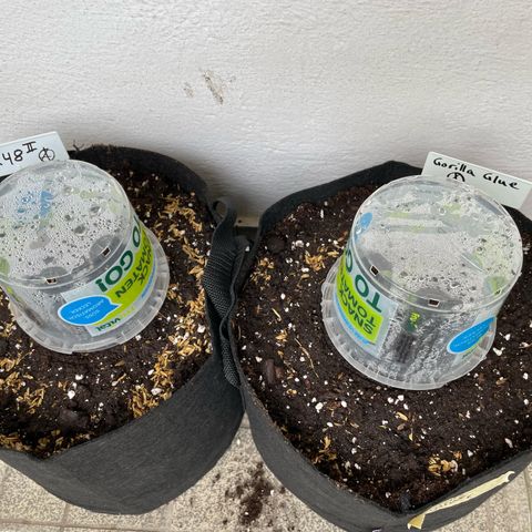 Late Outdoor season 25 - turned inside :D 1 AK48#2 auto  growlog timeline photo