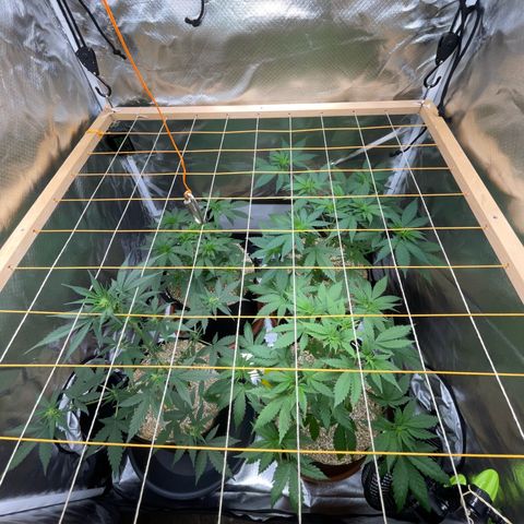Girl Scout Cookies Fem by KilliczGe growlog timeline photo