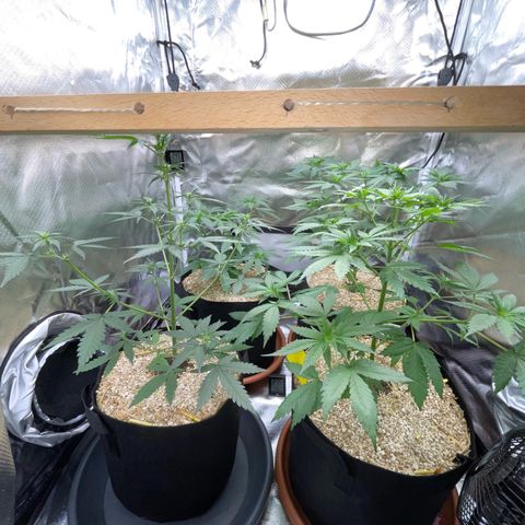 Girl Scout Cookies Fem by KilliczGe growlog timeline photo
