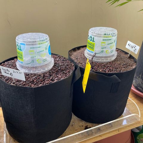 Late Outdoor season 25 - turned inside :D 1 AK48#2 auto  growlog timeline photo