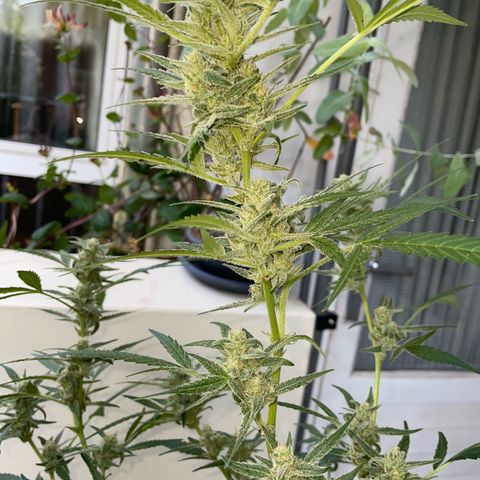 Late Outdoor season 25 - turned inside :D 1 AK48#2 auto  growlog timeline photo
