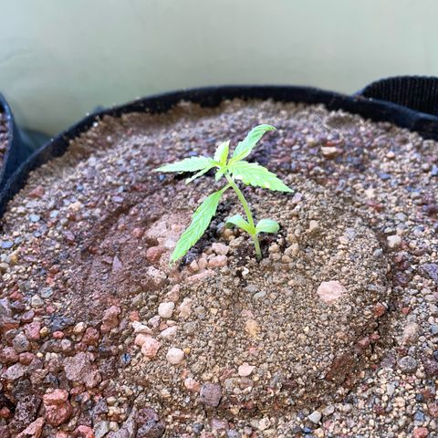 Late Outdoor season 25 - turned inside :D 1 AK48#2 auto  growlog timeline photo
