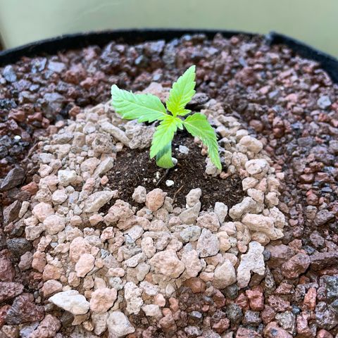 Late Outdoor season 25 - turned inside :D 1 AK48#2 auto  growlog timeline photo