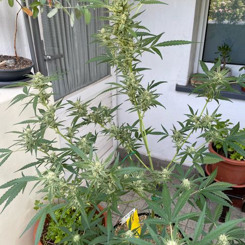 Late Outdoor season 25 - turned inside :D 1 AK48#2 auto  growlog timeline photo