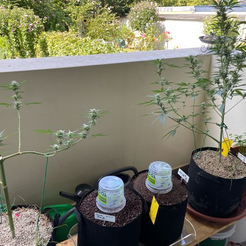 Late Outdoor season 25 - turned inside :D 1 AK48#2 auto  growlog timeline photo