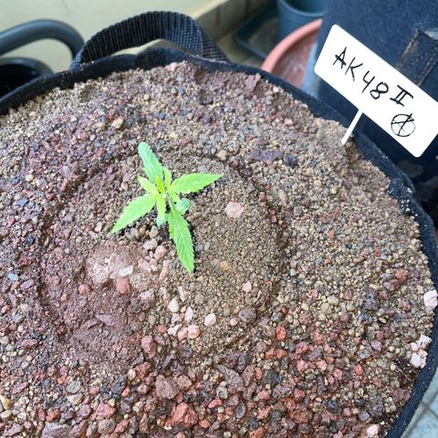 Late Outdoor season 25 - turned inside :D 1 AK48#2 auto  growlog timeline photo
