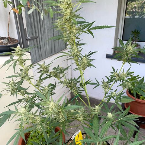 Late Outdoor season 25 - turned inside :D 1 AK48#2 auto  growlog timeline photo