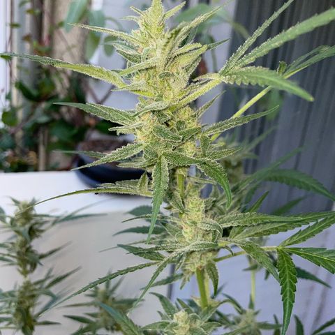 Late Outdoor season 25 - turned inside :D 1 AK48#2 auto  growlog timeline photo