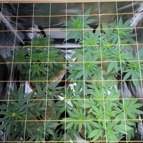 Girl Scout Cookies Fem by KilliczGe growlog timeline photo