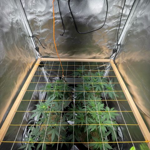 Girl Scout Cookies Fem by KilliczGe growlog timeline photo