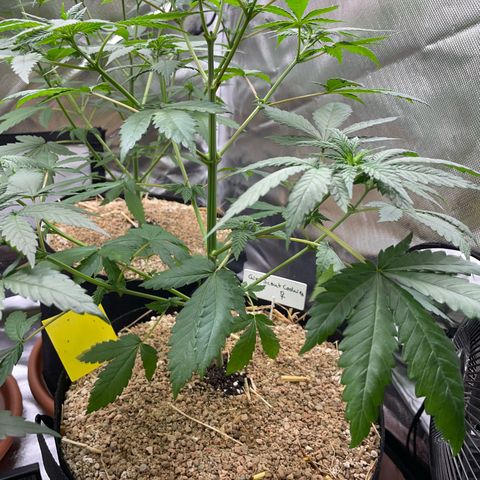 Girl Scout Cookies Fem by KilliczGe growlog timeline photo