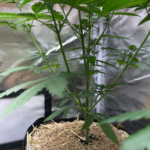 Tangerine Dream Fem by KilliczGe growlog timeline photo