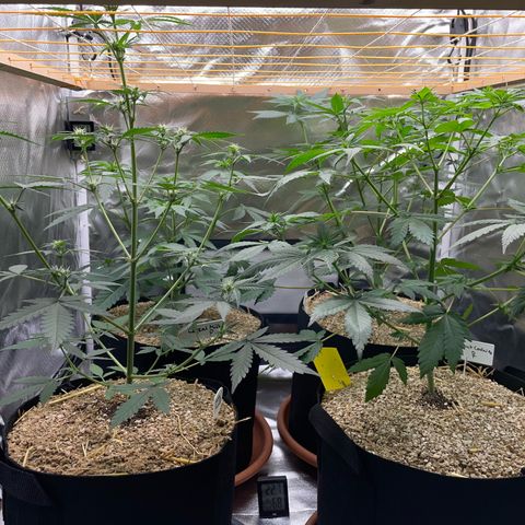 Girl Scout Cookies Fem by KilliczGe growlog timeline photo