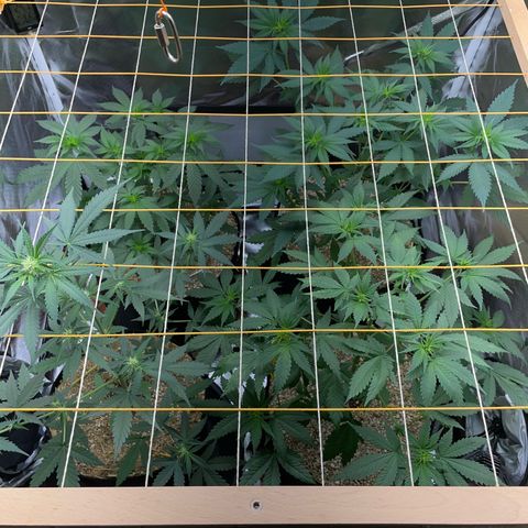 Girl Scout Cookies Fem by KilliczGe growlog timeline photo