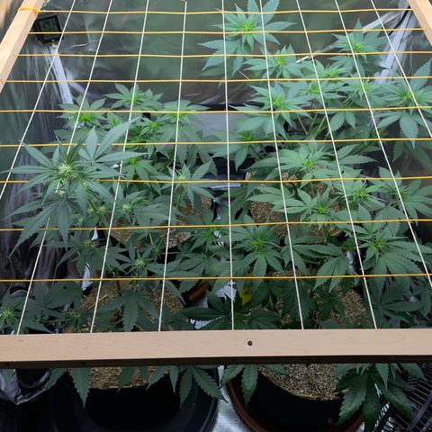 Girl Scout Cookies Fem by KilliczGe growlog timeline photo