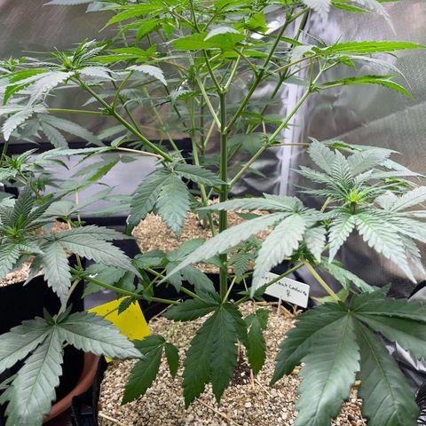 Girl Scout Cookies Fem by KilliczGe growlog timeline photo