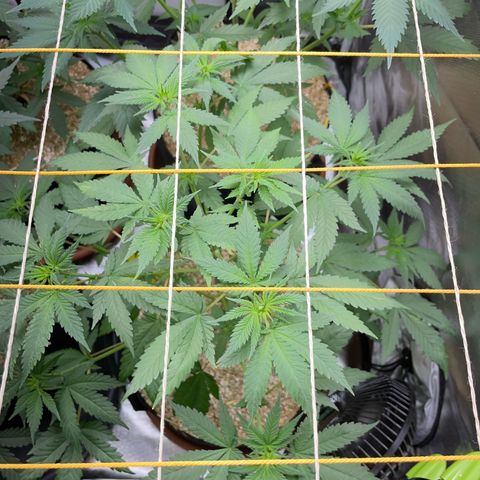 Girl Scout Cookies Fem by KilliczGe growlog timeline photo