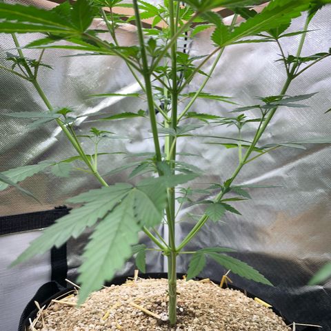 Tangerine Dream Fem by KilliczGe growlog timeline photo