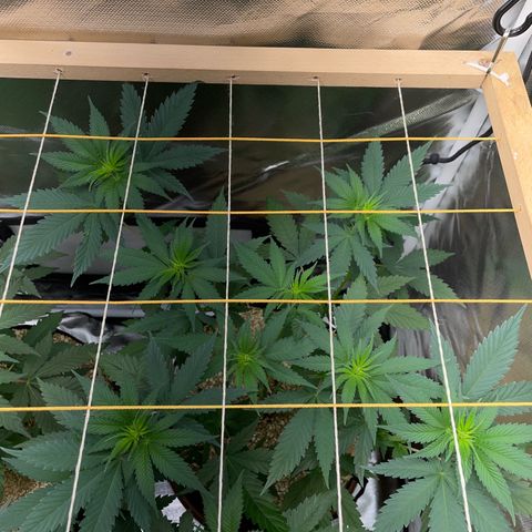 Tangerine Dream Fem by KilliczGe growlog timeline photo