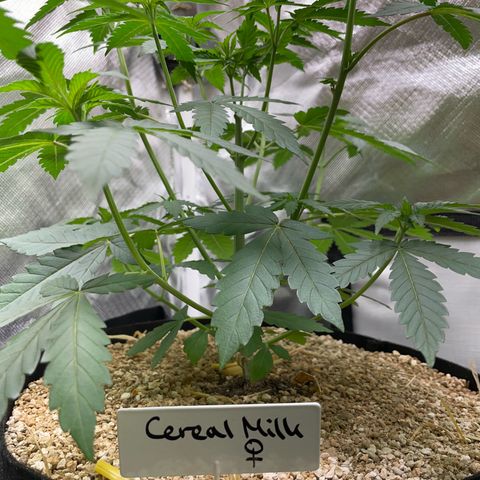 Cereal Milk Fem by KilliczGe growlog timeline photo