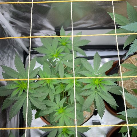 Cereal Milk Fem by KilliczGe growlog timeline photo